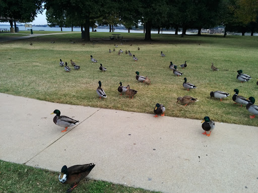 Park «Bowman Springs Park», reviews and photos, 7003 W Poly Webb Rd, Arlington, TX 76016, USA