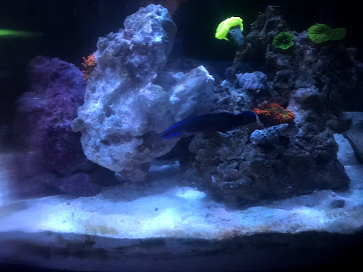 Tropical Fish Store «Nemo Aquarium», reviews and photos, 1560 Indian Trail Rd #106, Norcross, GA 30093, USA