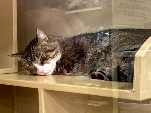 Pet Supply Store «PetSmart», reviews and photos, 400 Universal Dr N, North Haven, CT 06473, USA