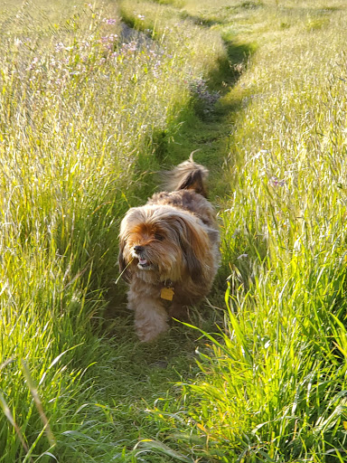 Pet Supply Store «Holistic Hound», reviews and photos, 1510 Walnut St # A, Berkeley, CA 94709, USA