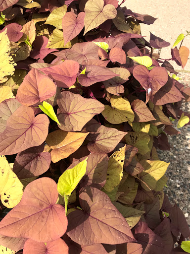 Grocery Store «Central Grocery», reviews and photos, 234 W 3rd St, Davenport, IA 52801, USA