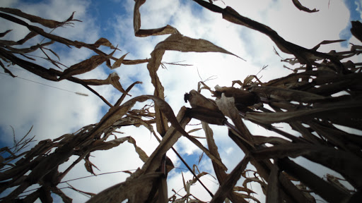 National Park «Antietam National Cemetery», reviews and photos, 302 E Main St, Sharpsburg, MD 21782, USA