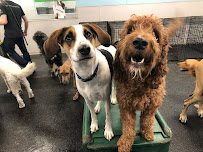 Dogtopia - Photo 8 - Car repair in Edmond, OK, Oklahoma City