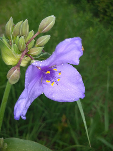Nature Preserve «Greenbelt Forest Preserve», reviews and photos, 1110 S Green Bay Rd, North Chicago, IL 60035, USA