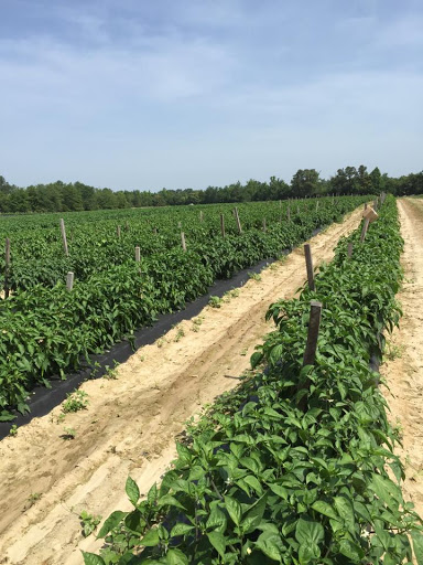 Produce Market «Mt Olympus Berry Farm», reviews and photos, 23298 Jefferson Davis Hwy, Ruther Glen, VA 22546, USA