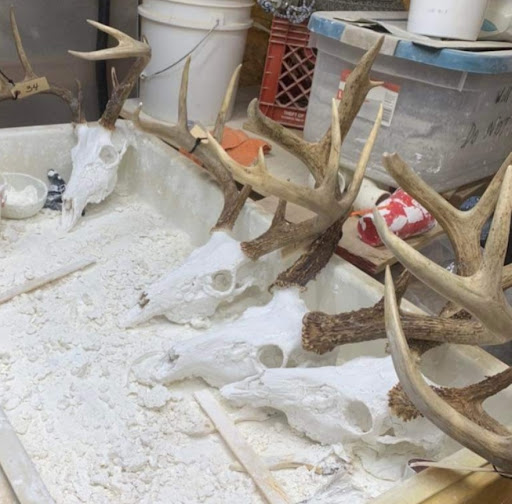 Flesh And Bones Taxidermy