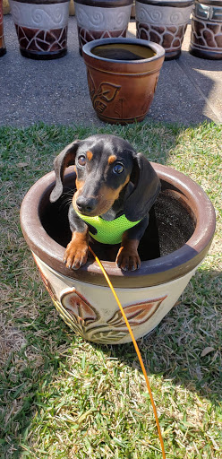 Animal Hospital «Animal Medical Corpus Christi», reviews and photos, 6822 Everhart Rd, Corpus Christi, TX 78413, USA