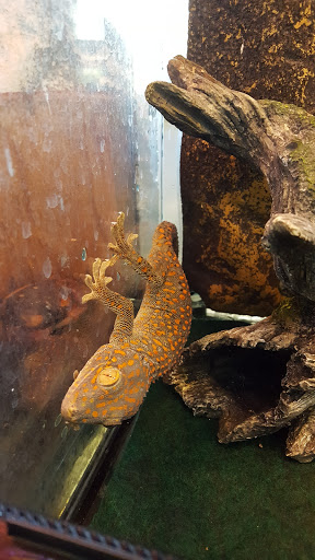 Pet Store «Mike Pet Center LLC», reviews and photos, 133 NJ-35, Neptune City, NJ 07753, USA