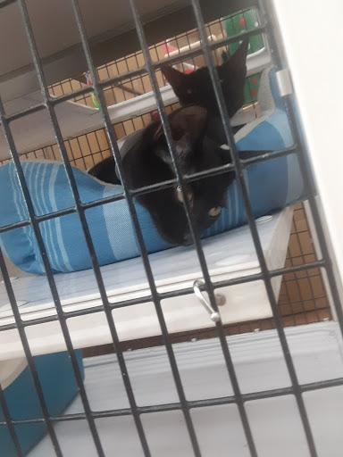 Pet Supply Store «Pet Supermarket», reviews and photos, 4524 St Johns Ave, Jacksonville, FL 32210, USA