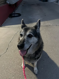 Sugar House Pets: In-Home Care/Walks, Grooming, & Training - Photo 5 - Car repair in Salt Lake City, UT, Salt Lake City