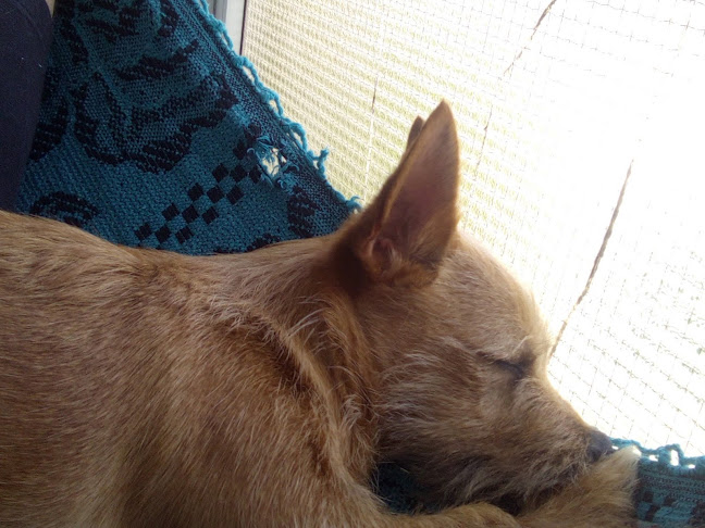 Pêlo Cão - Tires Número de telefone