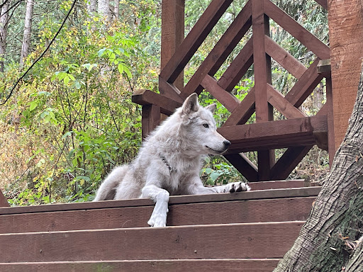 Because We Matter Exotic Animal Rescue