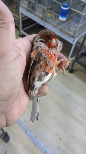 Pet Supply Store «Neighborhood Pet Shop», reviews and photos, 574 Hialeah Dr, Hialeah, FL 33010, USA