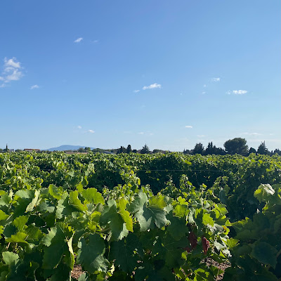 Domaine Malafosse à Azille