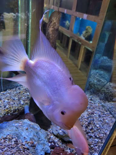 Tropical Fish Store «Ocean Aquarium», reviews and photos, 6820 E Black Horse Pike, Egg Harbor Township, NJ 08234, USA