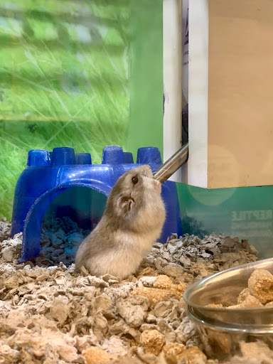 Pet Supply Store «PetSmart», reviews and photos, 145 Promenade Blvd, Bridgewater, NJ 08807, USA