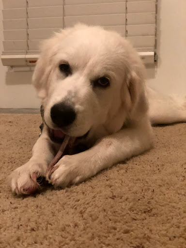 Pet Supply Store «PetSmart», reviews and photos, 11331 Causeway Blvd, Brandon, FL 33511, USA