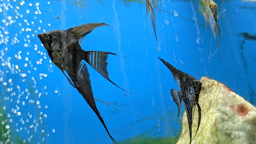 Pet Store «Pet World Warehouse Outlet», reviews and photos, 2984 S 108th St, Milwaukee, WI 53227, USA