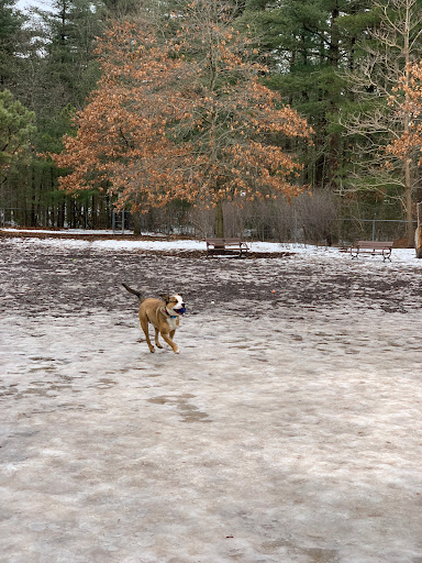 Dog Park «Sharon Dog Park», reviews and photos, 34 E Foxboro St, Sharon, MA 02067, USA