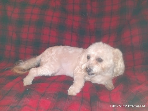 Pet Supply Store «The Dog House», reviews and photos, 4237 S Alameda St, Corpus Christi, TX 78412, USA