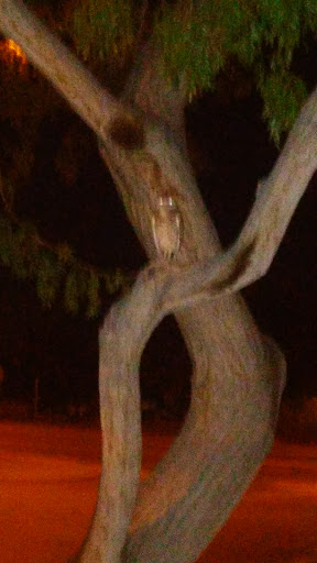 Park «Goynes Park», reviews and photos, 3909 W Washburn Rd, North Las Vegas, NV 89031, USA