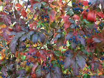 i Care Senior Care - Photo 4 - Car repair in , Colorado Springs