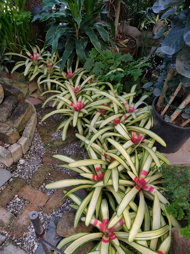 Wholesale Plant Nursery «Galloway Farm Nursery Inc.», reviews and photos, 7790 SW 87th Ave, Miami, FL 33173, USA