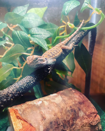 Pet Supply Store «Pet Supplies Plus», reviews and photos, 1240 Seminole Trail, Charlottesville, VA 22901, USA