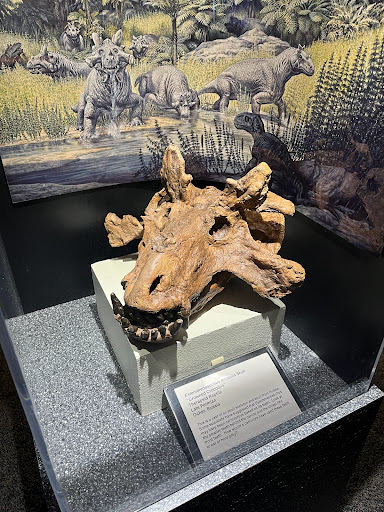 Tourist Attraction «Arizona Museum of Natural History», reviews and photos, 53 N Macdonald, Mesa, AZ 85201, USA