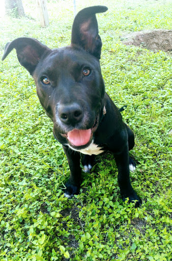 Kennel «Sandy Oaks Kennel, Daycare and Spaw», reviews and photos, 146 Lamar Dr, Rockport, TX 78382, USA