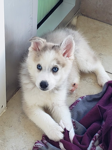 Pet Supply Store «Lil Rascals», reviews and photos, 10035 Gulf Center Dr #105, Fort Myers, FL 33913, USA