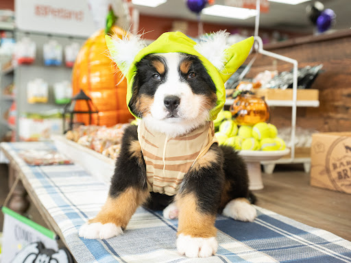 Pet Supply Store «Petland Tyler», reviews and photos, 4512 S Broadway Ave, Tyler, TX 75703, USA