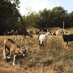 Photo n° 3 de l'avis de Pauline.r fait le 11/08/2022 à 19:57 pour FERME DE LA CORRERIE à Aillon-le-Jeune
