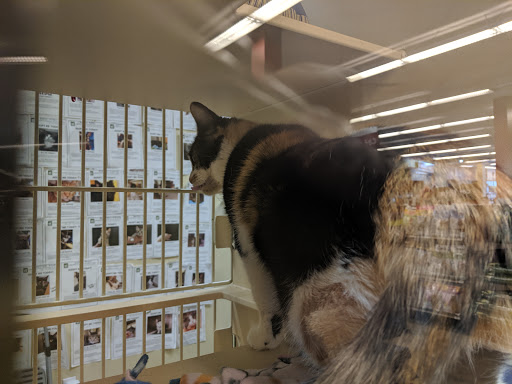 Pet Supply Store «Pet Food Express», reviews and photos, 320 S Lake Ave, Pasadena, CA 91101, USA