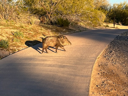 Golf Club «We-Ko-Pa Golf Club», reviews and photos, 18200 E Toh Vee Cir, Fort McDowell, AZ 85264, USA