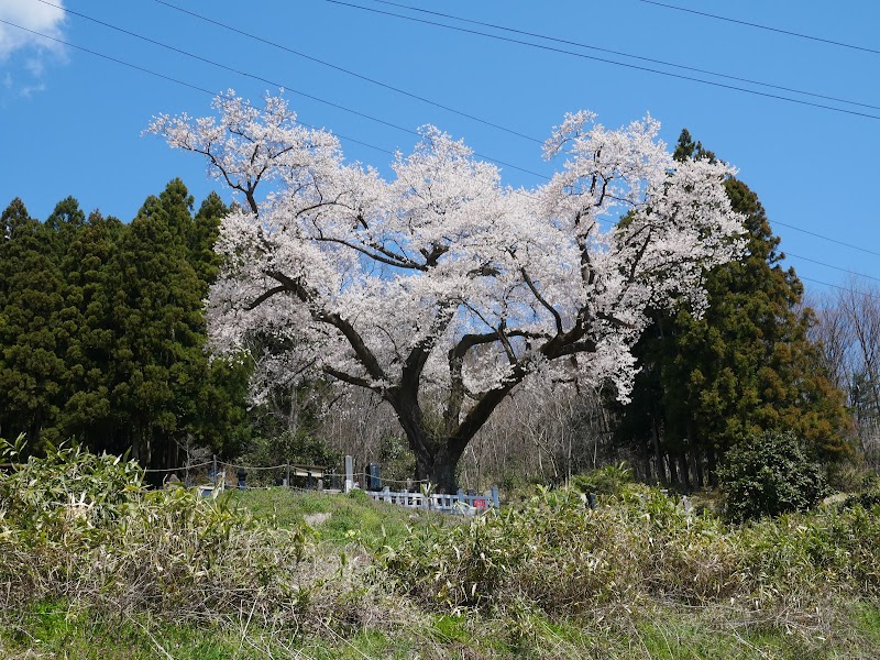 山ノ入の桜