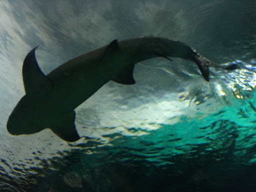 Aquarium «Shark Encounter», reviews and photos, Mission Bay Park, San Diego, CA 92109, USA