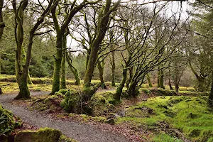 Darkley Forest image