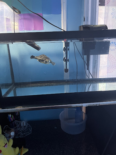 Pet Store «Pet City», reviews and photos, 108 E Burnside Ave, Bronx, NY 10453, USA