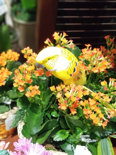 Grocery Store «Safeway», reviews and photos, 3702 East-West Hwy, Hyattsville, MD 20782, USA