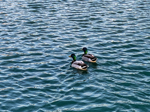 City Park «Celebration Park», reviews and photos, 701 Angel Pkwy, Allen, TX 75002, USA