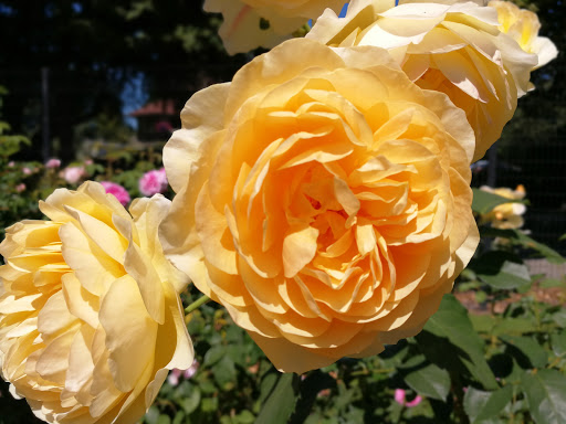 Ice Cream Shop «Ice Cream Social», reviews and photos, 2914 6th Ave, Tacoma, WA 98406, USA