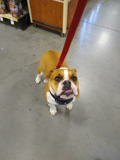 Pet Supply Store «PetSmart», reviews and photos, 4749 Valley View Blvd NW, Roanoke, VA 24012, USA