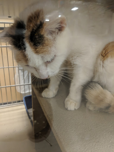 Pet Supply Store «PetSmart», reviews and photos, 5890 Trussville Crossings Pkwy, Birmingham, AL 35235, USA