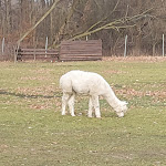 Photo n°4 de l'avis de Torsten.e fait le 31/12/2022 à 13:05 sur le  Erlichthof Familie Jagiela Forsthaus - Scheunencafé - Ferienwohnungen à Rietschen
