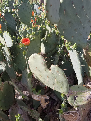 Golf Club «Foothills Golf Club», reviews and photos, 2201 E Clubhouse Dr, Phoenix, AZ 85048, USA