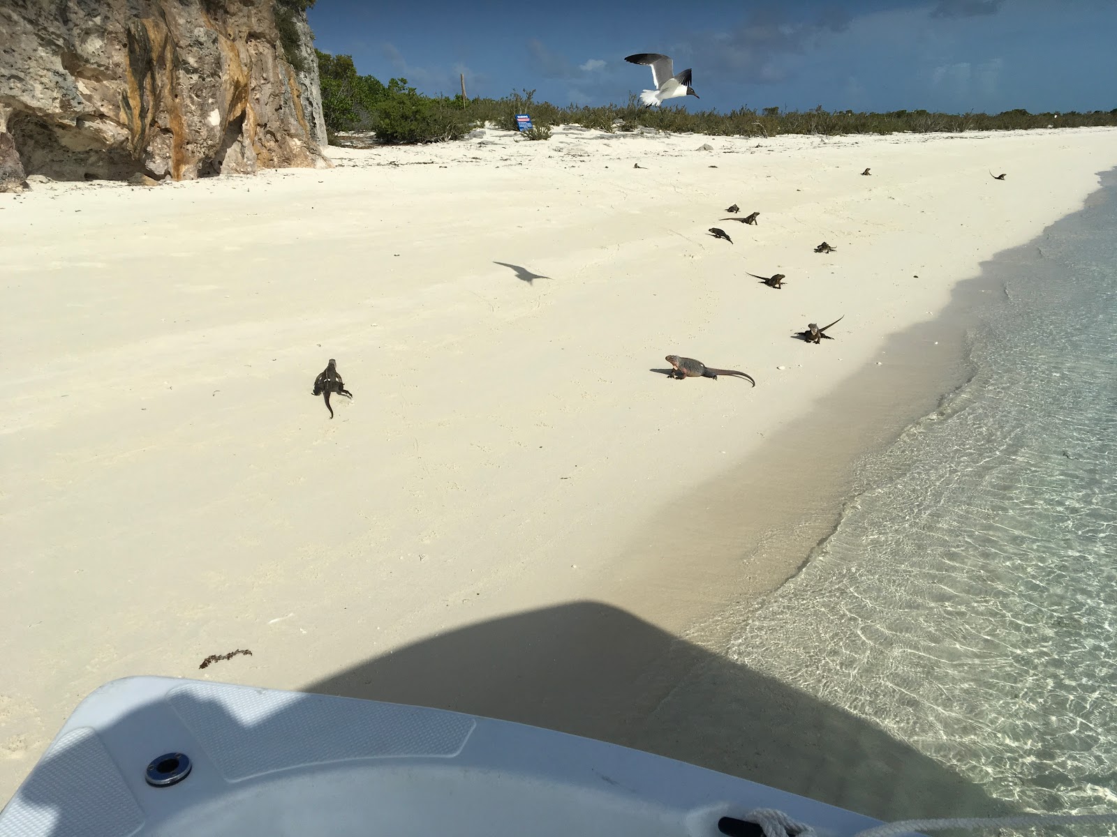 Photo de Guana Cay beach avec sable fin blanc de surface