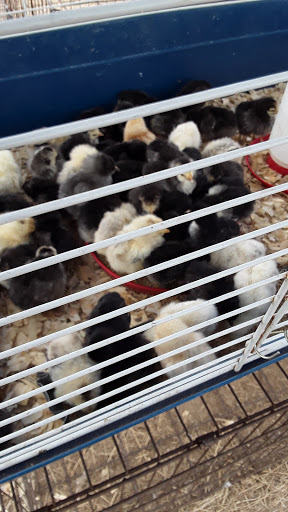 Flea Market «Las Esperanza Flea Market», reviews and photos, 18820 Pleasanton Rd, San Antonio, TX 78221, USA