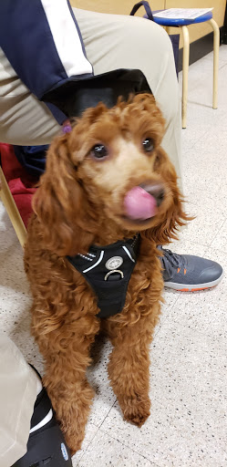 Pet Supply Store «PetSmart», reviews and photos, 1112 Town Square Rd, Pottstown, PA 19465, USA