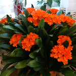 Photo n°2 de l'avis de SUTTER.� fait le 05/05/2019 à 12:10 sur le  Landhotel Salmen à Oberkirch